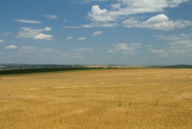 Yeşil buğday tarlası ve bulutlu mavi gökyüzü olan güzel bir manzara.