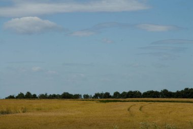 Buğday tarlası, tarım tarlası