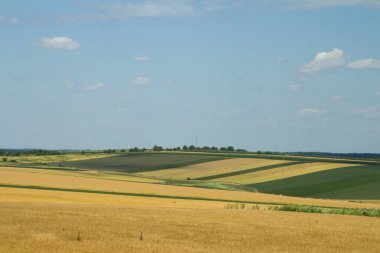 Buğday tarlası ve bulutlu mavi gökyüzü