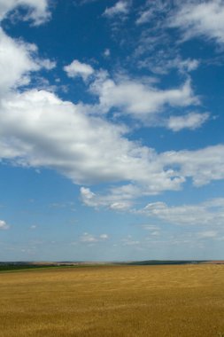 Buğday alan ve mavi gökyüzü manzara