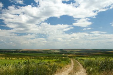 Buğday tarlası ve mavi gökyüzü olan güzel bir manzara.