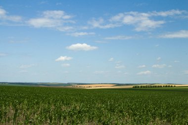 Buğday tarlası ve beyaz bulutlu mavi gökyüzü