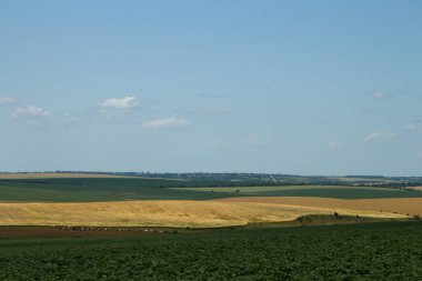 Yeşil buğday tarlasına sahip manzara