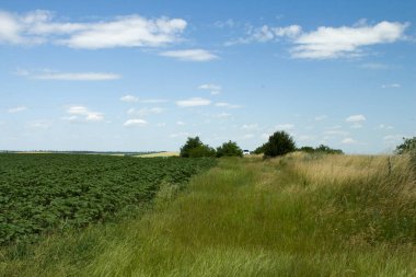 Buğday tarlası ve bulutlu mavi gökyüzü