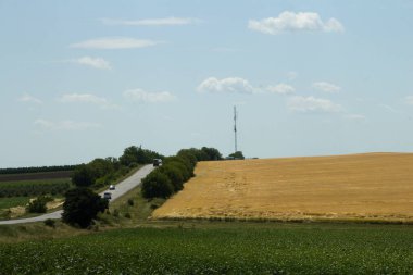Mavi gökyüzü olan bir mısır tarlası