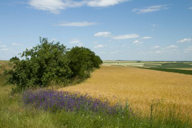 Buğday tarlası ve mavi gökyüzü