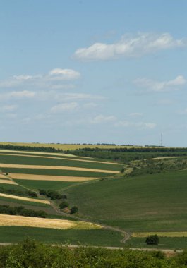 Buğday tarlası ve mavi gökyüzü olan güzel bir manzara.