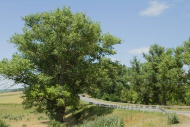 Buğday tarlasının ortasındaki ağaç.