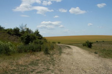 Buğday tarlası ve bulutlu gökyüzü olan güzel bir manzara.