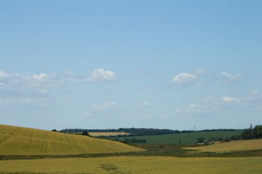 Büyük bir buğday tarlası ve mavi gökyüzü olan güzel bir manzara.