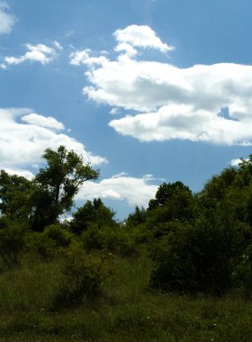Ormandaki ağaçların ve otların dikey görüntüsü.
