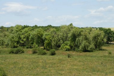 Güzel bir yaz günü. yeşil ağaçlar.