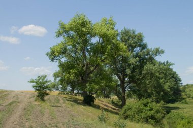 Ağaçta bir çayır