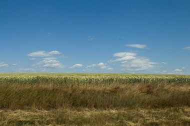yeşil tarla ve mavi gökyüzü
