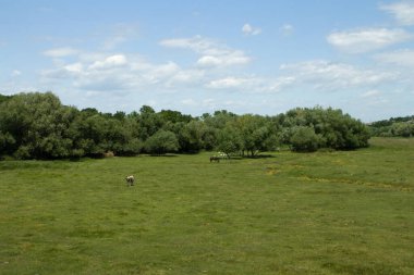 Ağaçlı yeşil bir çayırın ortasında küçük bir nehir.