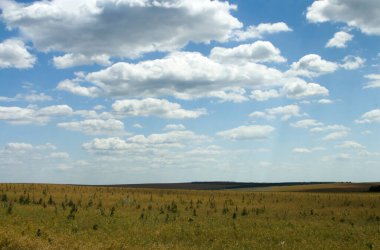 Tarlanın güzel manzarası