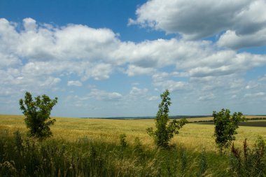 Çimen ve mavi bulutlar. Yeşil çayırlı manzara. Yaz manzarası