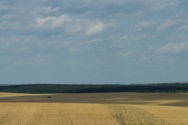 Buğday tarlası ve mavi gökyüzü olan güzel bir manzara.