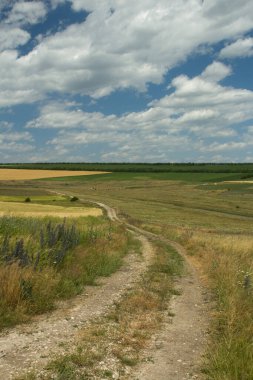 Buğday tarlasının dikey görüntüsü ve mavi gökyüzünün altında bir yol.