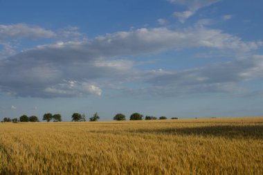 Buğday tarlası ve mavi gökyüzü