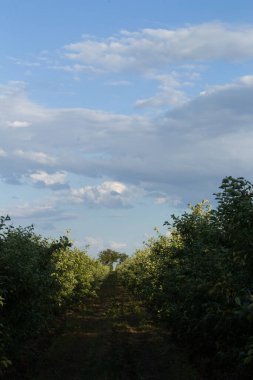 Mavi gökyüzü ve bulutlu yeşil alan