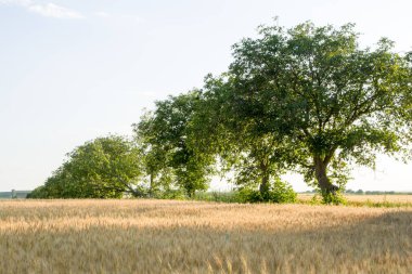 Ağaçlı ve buğday tarlalı yeşil bir tarlanın güzel bir görüntüsü.