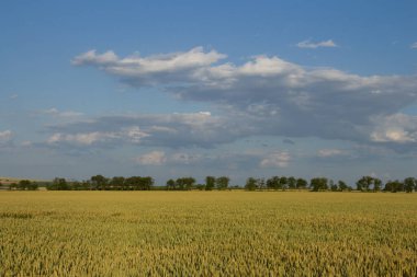 Yazın yeşil buğday tarlasında mavi gökyüzü ve arka planda bulutlar