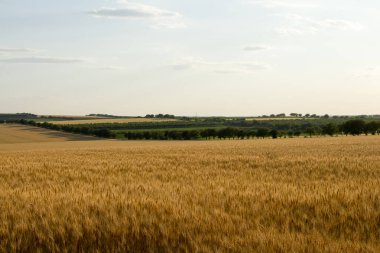 tarla ve buğday kulakları