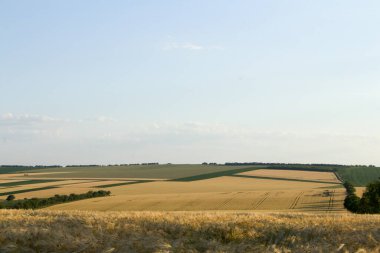 Yazın buğday tarlası