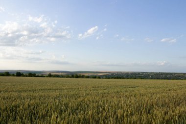 Yaz aylarında buğday alanı