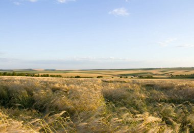 Buğday tarlası ve bulutlu gökyüzü olan güzel bir manzara.