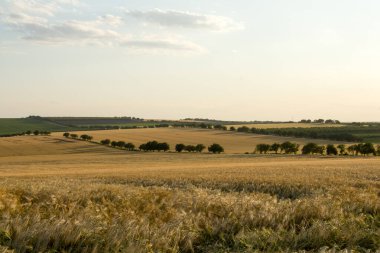 Yaz aylarında bir tarla ve buğday.