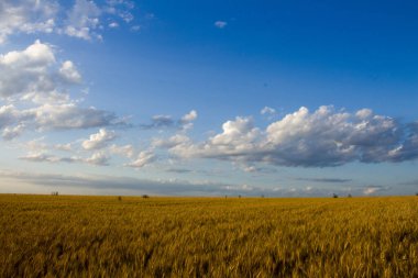 Güneşli bir günde buğday tarlası