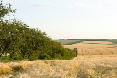 Yazın kırsalda buğday tarlaları