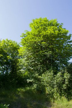 yeşil ağaçlar ve mavi gökyüzü