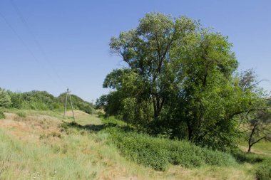 Çok güzel yeşil çimenler ve ağaçlar.