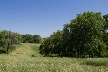 Yeşil Çimen ve Mavi Gökyüzü