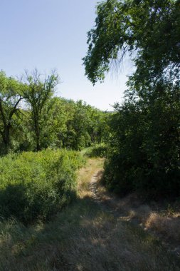 Ormanda güzel bir manzara.