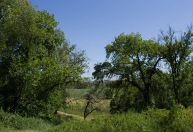 Ormanda güzel yeşil ağaçlar