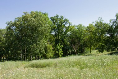 Yazın yeşil çayır