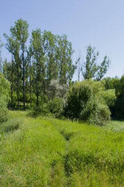 Küçük bir çim tarlası ve küçük bir ağacı olan yaz manzarası..