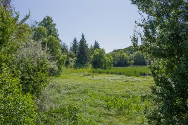 Ormandaki yeşil ağaçların güzel manzarası