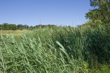 Nehir ve yeşil ormanlı bir manzara.