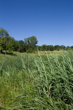 Ormandaki nehrin güzel manzarası