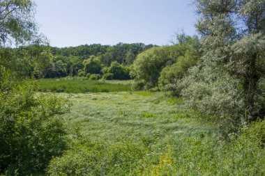 Ormanda yaz, güneşli gün