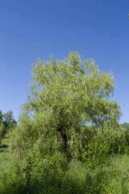 Yeşil orman, bitki örtüsü ve doğa