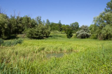 Nehir ve ağaçlarla dolu güzel bir manzara
