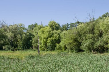 Yeşil çimenlerin üzerinde nehrin arka plan