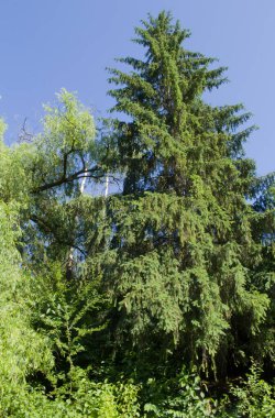 Ormanda yeşil ağaçlar