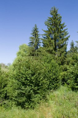 Doğanın güzel manzarası